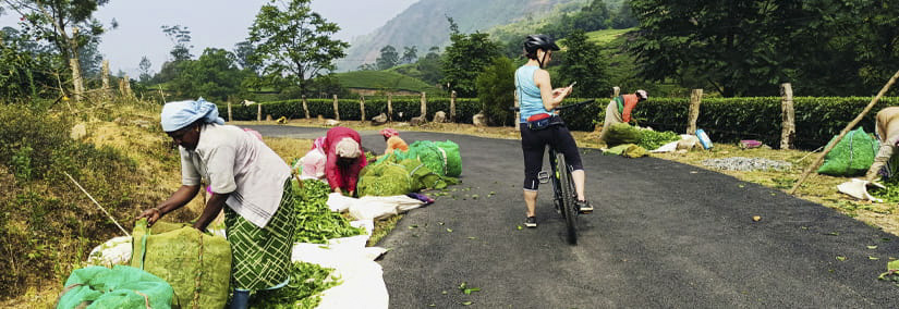 Tea leaf plucker working in tea plantation