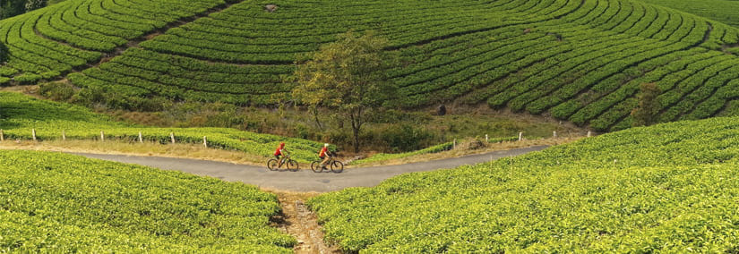 Two cyclist at Munnar Tea Plantation