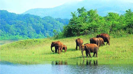 Elephant at Periyar River